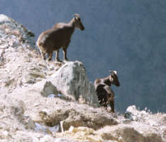 Himalaya-Ziegen